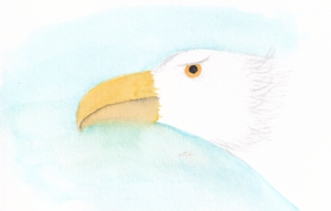 Aigle (Jul 6, 2024)